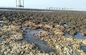 維護藻礁生態　中油三接工程採迴避措施