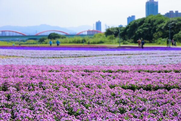 水利處在古亭河濱公園佈置13萬盆浪漫紫色花海。圖／台北市水利局提供