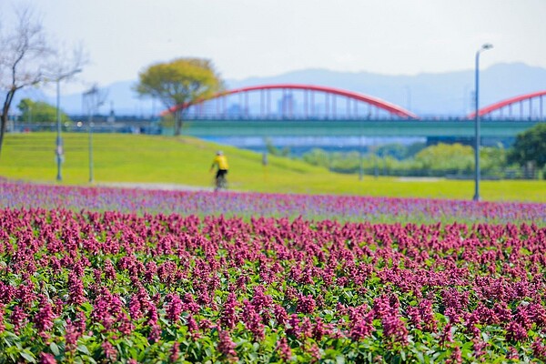 水利處在古亭河濱公園佈置13萬盆浪漫紫色花海。圖／台北市水利局提供