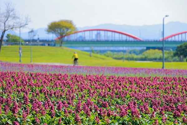 這種 紫爆 很可以 北市古亭河濱紫色花海迎春天 好房網news