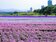 這種「紫爆」很可以！北市古亭河濱紫色花海迎春天