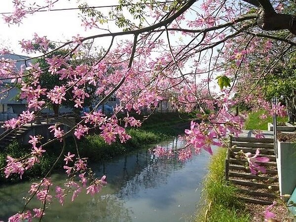 萬美里風光明媚、山明水秀的一景。圖／鄧瑞興提供