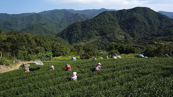 農委會修法通過「山坡地保育利用條例施行細則」，坪林區不再受超限利用法規限制。圖／新北市農業局提供