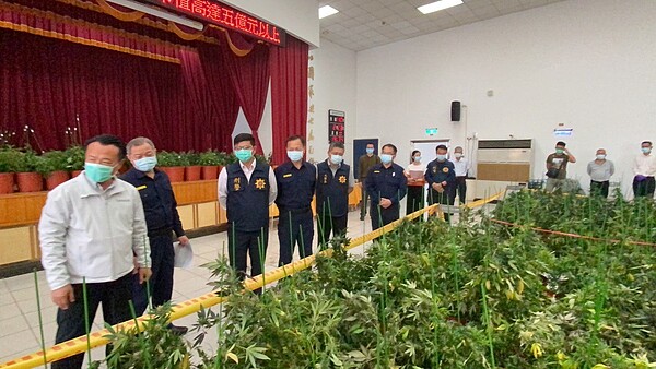 嘉義檢警查獲國內最大宗、共1648株二級毒品大麻植株,成品大麻花4公斤,共值5億200萬元。記者魯永明/攝影