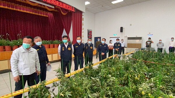 嘉義檢警查獲國內最大宗、共1648株二級毒品大麻植株，成品大麻花4公斤，共值5億200萬元。記者魯永明／攝影