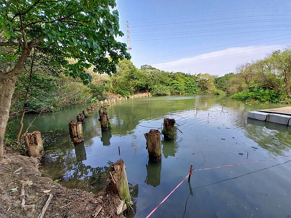 漳和濕地拆除舊有木棧道及搭建圍堰阻水設施，預計今年5月完成整修。圖／新北環保局提供