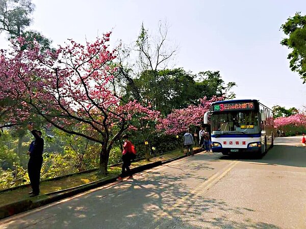 新店樂生活 美景樂 新店 花園新城 櫻花 景點