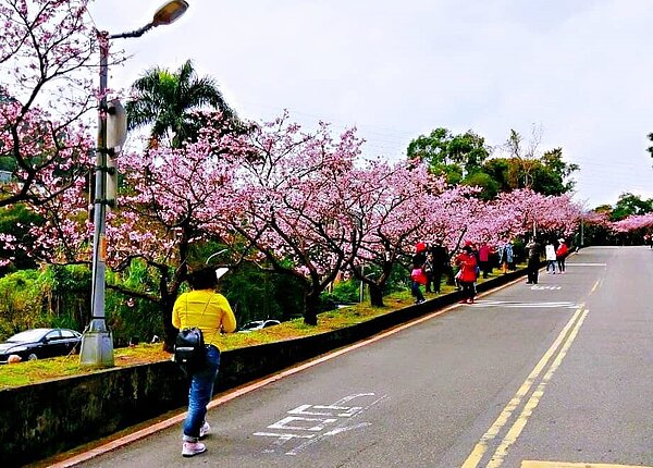 新店樂生活 美景樂 新店 花園新城 櫻花 景點
