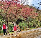 三芝萬棵櫻花盛開　「這處」成必去景點