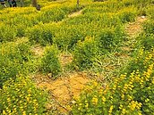 龍潭魯冰花碰上踩花賊　茶農痛心