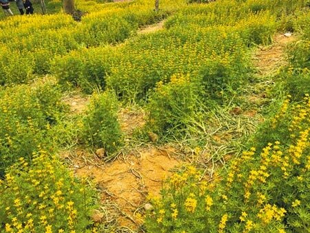 大北坑休閒農業區近期魯冰花滿開,卻出現有遊客濫踩花田,導致茶園出現迷宮奇景,讓茶農氣憤難耐。(黃婉婷攝)