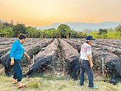 憂鳳梨價格崩盤　農民恐大規模棄採