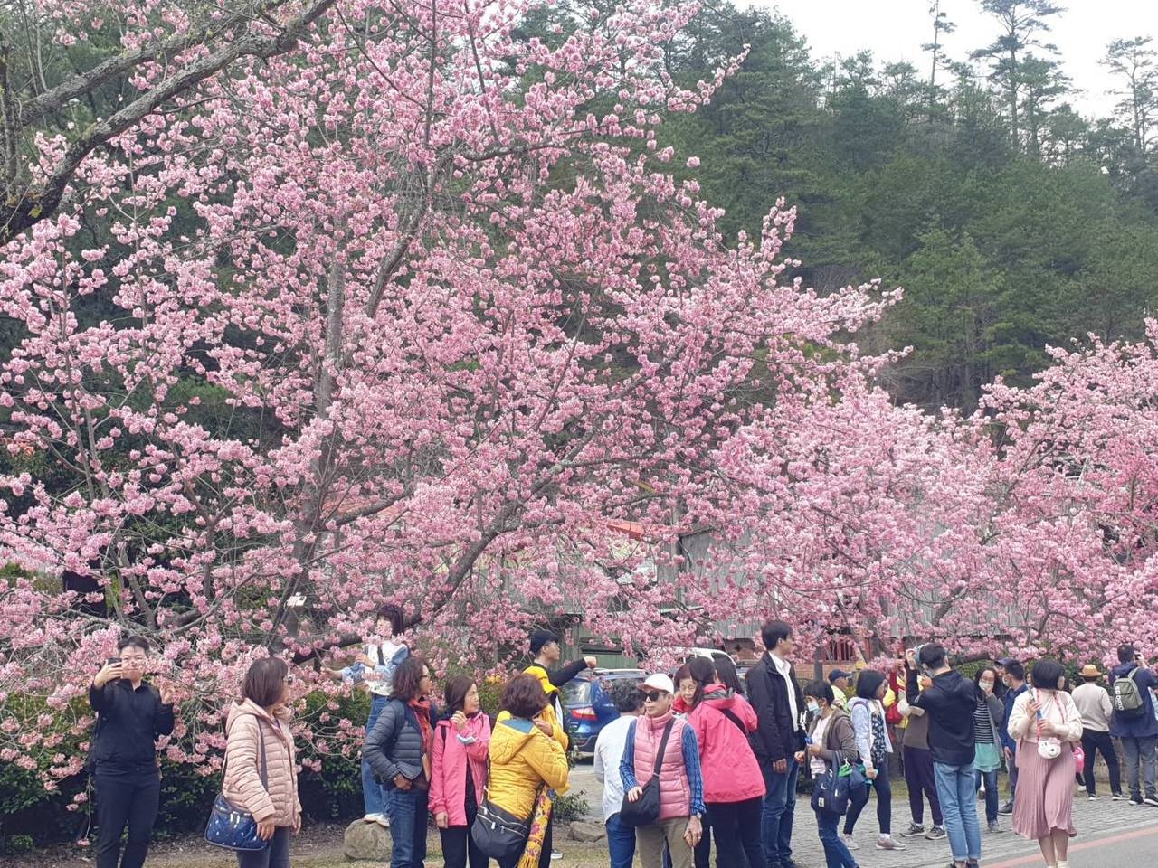 武陵農場櫻花季展開，228連假首日吸引5000多名遊客。圖／武陵農場提供