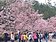 228連假　武陵、阿里山賞櫻湧人潮