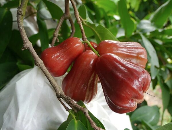 高雄六龜近年主要栽種蜜風鈴品種專攻大陸外銷市場，這種口味的蓮霧不受國內消費者青睞。圖／記者徐白櫻攝
