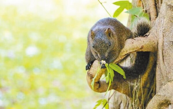 台北市大安森林公園松鼠過量，樹皮也遭啃食，嚴重破壞生態。圖／北市工務局提供
