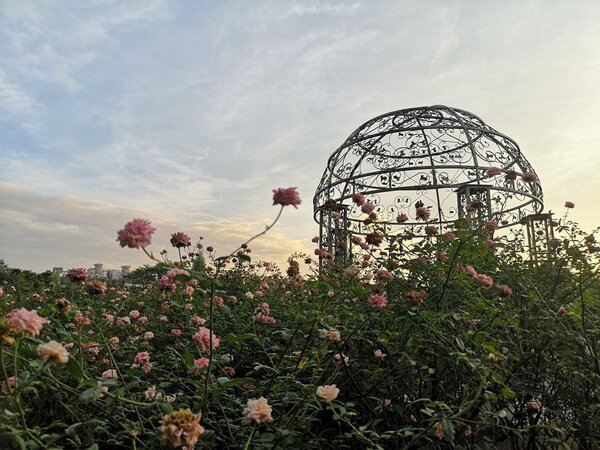 2021台北玫瑰展將在3月12日於花博公園新生園區台北玫瑰園繽紛開展。圖／台北市公園處提供