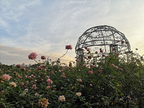 2021台北玫瑰展將在3月12日於花博公園新生園區台北玫瑰園繽紛開展。圖/台北市公園處提供