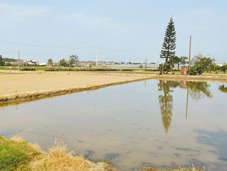 今年白河區蓮田種植面積大減為170公頃,無地下水源的農田只好直接休耕。(劉秀芬攝)