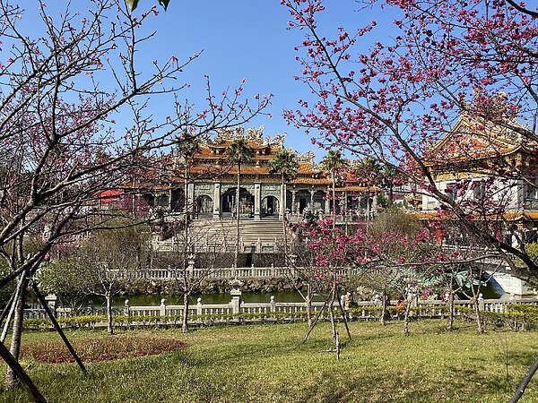 林口竹林山觀音寺賞櫻正對時。圖/新北市政府提供