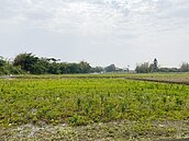 桃園一期稻作停灌　補償爆糾紛