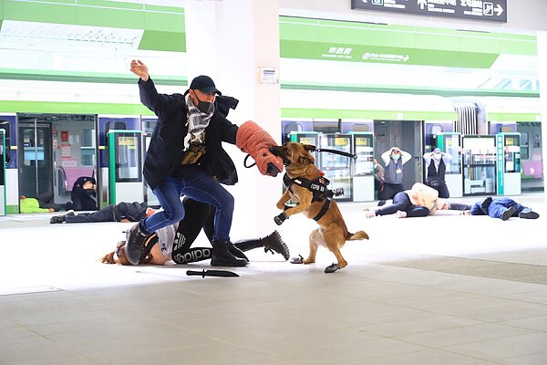 警犬隊防衛犬「忍者」速度精準咬傷歹徒。圖／中捷提供