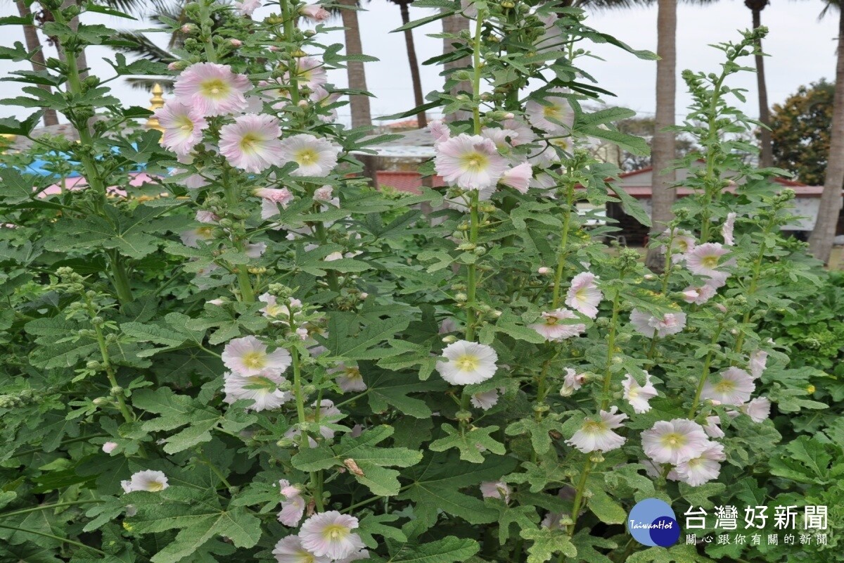 台南市學甲區公所近年來積極推動蜀葵花栽植，每年的蜀葵花文化節都吸引數萬民眾前往共襄盛舉。圖／台灣好新聞