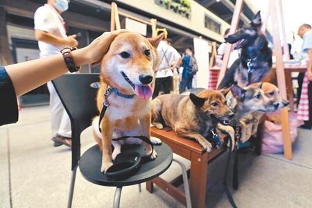 目前台灣14歲以下孩童為296萬人，而2019年全國犬貓已超過250萬隻，估計2021年毛小孩將比真小孩還多。圖為台北世界動物日活動。（中時資料照片）