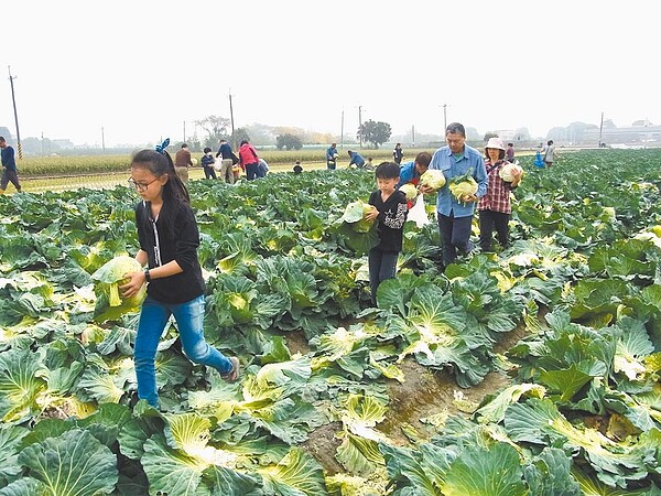 高麗菜採收賠本，雲林縣虎尾鎮農民開放自採每顆10元，呼籲政府管控高麗菜種苗量與進口量。（張朝欣攝）