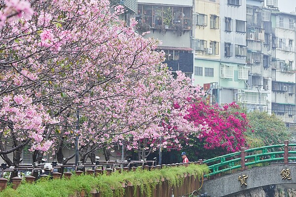 希望之河櫻花搭配九重葛景色優美。圖／新北市景觀處提供