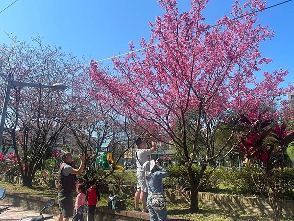 秀福公園櫻花盛開。圖／中和樂生活