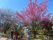 秀福公園櫻花盛開