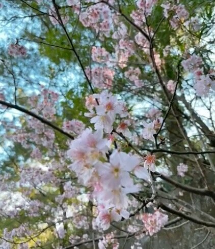 大直內科樂生活