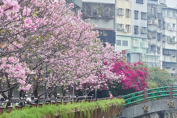 市區賞櫻不必跑遠土城希望之河粉櫻綻放 好房網news