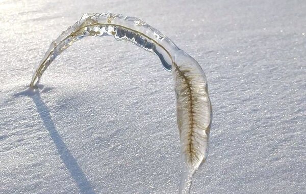 一位日本網友在北海道，拍到狗尾草凍成冰塊，有如「天然標本」般的美麗奇景。圖擷取自twitter