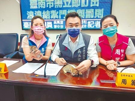 台南市議員吳禹寰（中）借來2隻於2月4日出生，身長僅23公分的小奶貓到現場對比，希望動保處重視早期結育並不適合TNVR。（洪榮志攝）