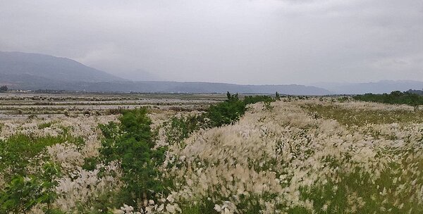 九河局與縣府環保局為抑制揚塵，利用水覆蓋及綠覆蓋工法減少河川裸露面積，意外造就河床美景，甜根子草形成銀白花海。圖／九河局提供