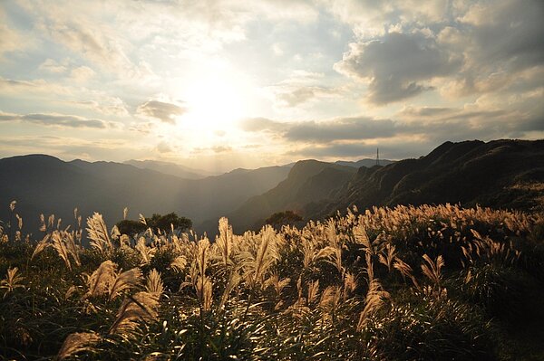 草嶺古道芒花在落日照耀下散發金黃色的光芒。圖／新北市政府提供