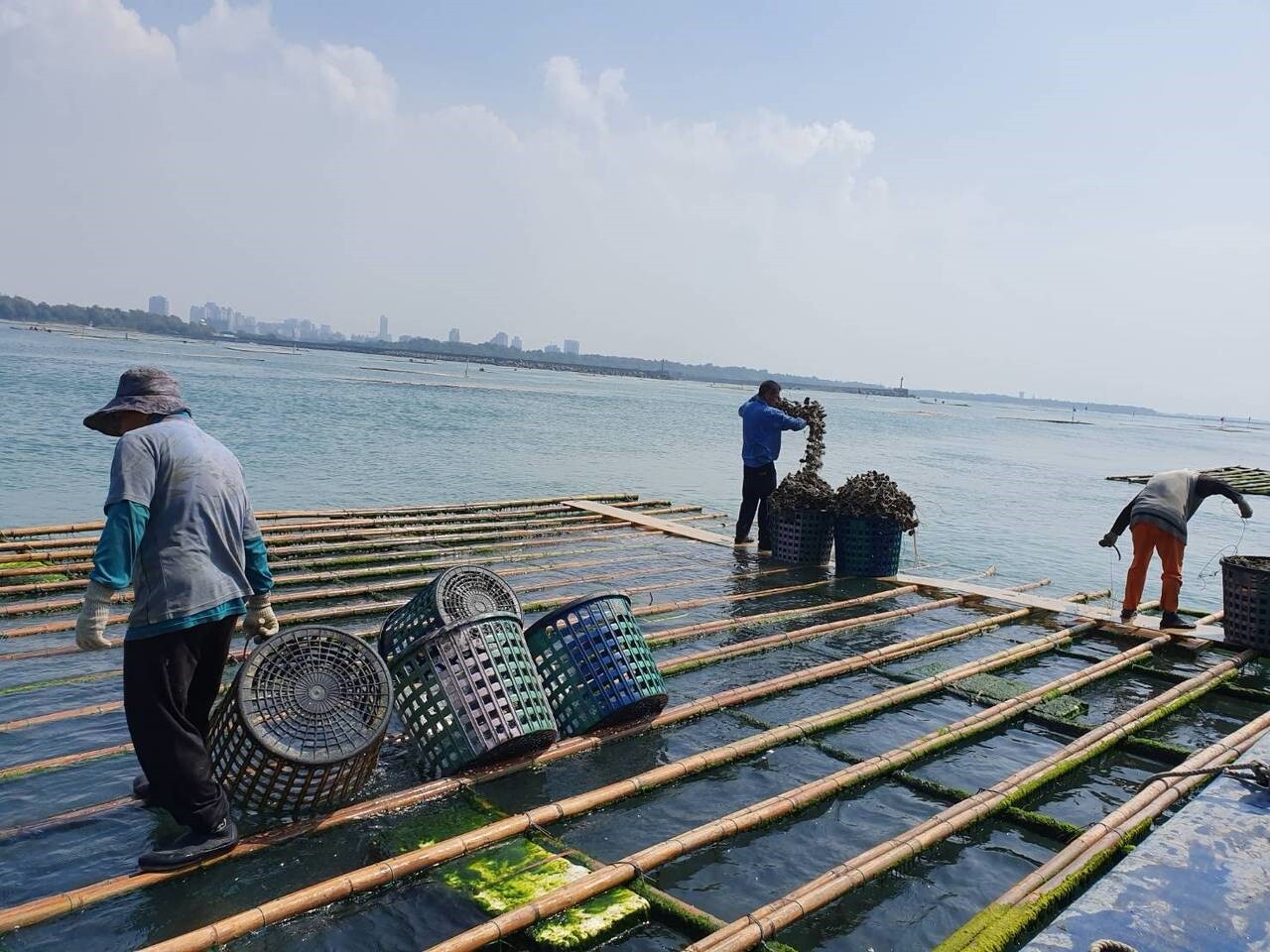 台南市府農業局持續減緩七股潟湖縮小外，未來輔導農民轉向外海養蚵。記者鄭惠仁／攝影