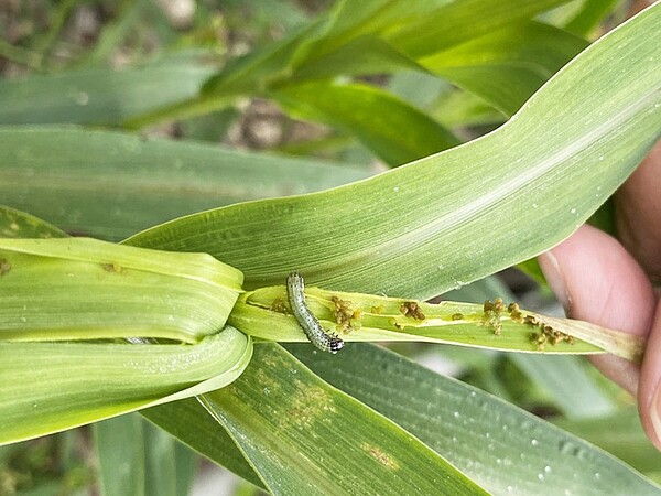 秋行軍蟲在國內已對玉米、高粱、百慕達草、薏苡、水稻、小米、狼尾草、落花生、薑等作物陸續產生危害，其中危害最深的為玉米、高粱。圖／記者羅紹平翻攝
