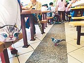 動物園百鴿陪吃　家長憂啄傷幼童