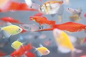台南觀賞魚養殖場　百店剩20家