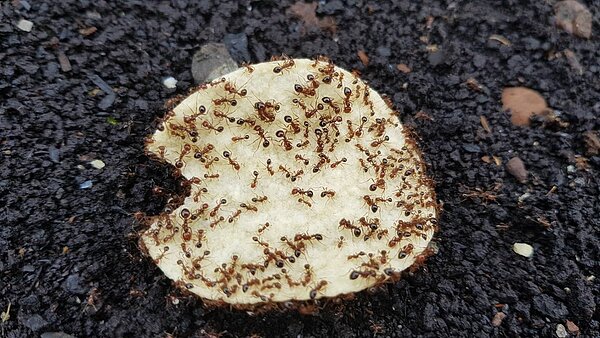 通過誘餌誘集法捕捉紅火蟻。圖/新北市政府提供