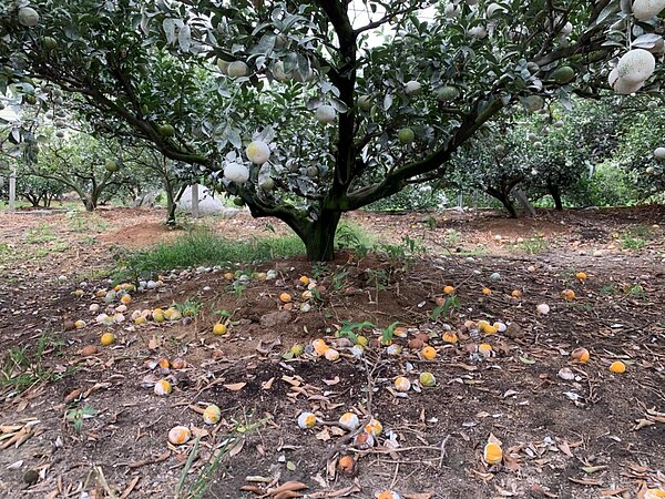 台中茂谷柑受乾旱嚴重影響，市府農業局爭取到每公頃75,000元的現金救助額度。圖／台中市政府提供