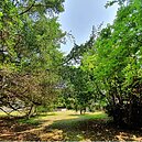 台中市為了護樹…豪宅、社宅都不蓋了