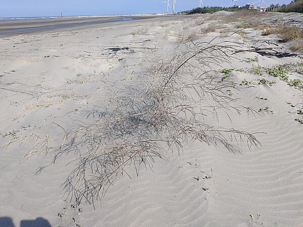 台中大安北汕海堤周邊長年因季風來臨,風沙四處飛散,影響周遭居民生活。圖/施志昌提供