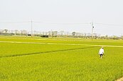 嘉南平原一期稻作　休耕成定局