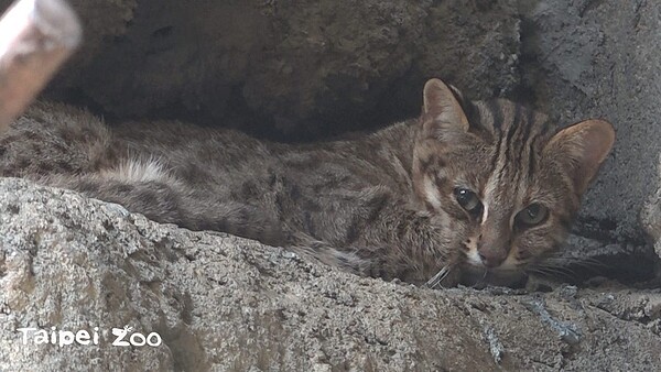 台北市立動物園內石虎。圖／取自動物園網站