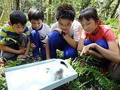 魚池鄉森林社區　營造貓頭鷹生活環境
