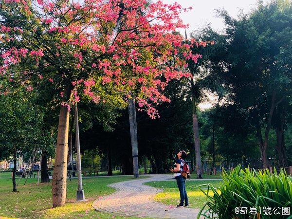 北投奇岩1號公園「花」現美人樹。圖／台北市政府提供
